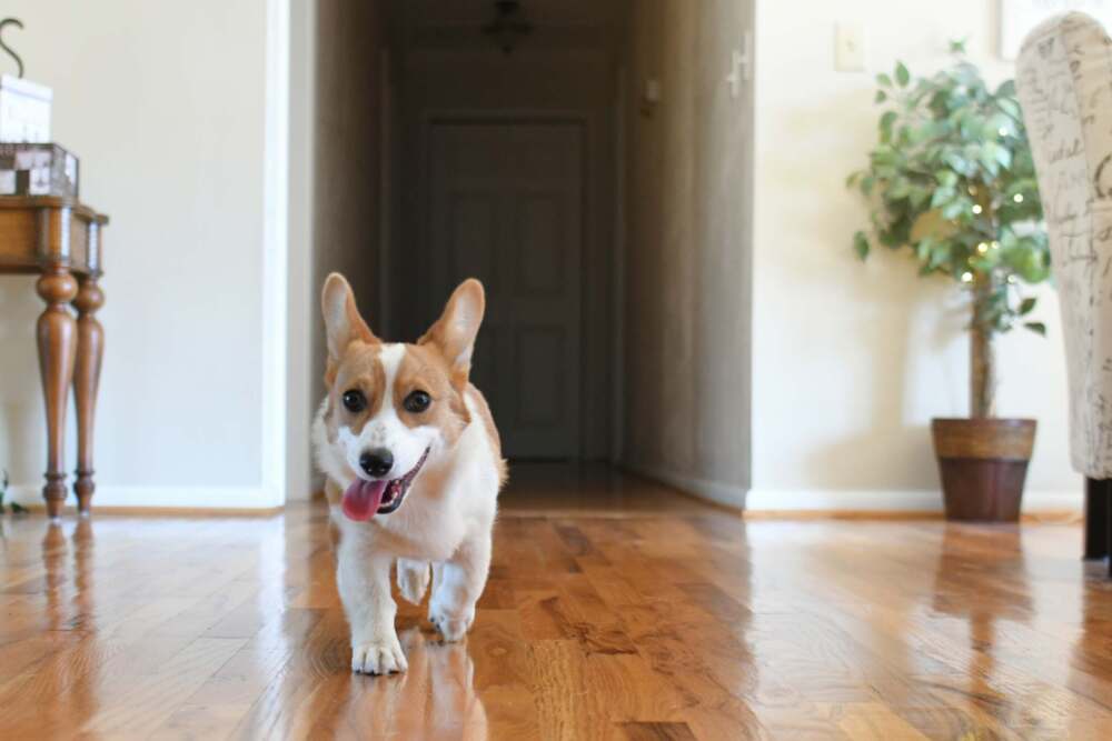 Pets and Hardwood Floors