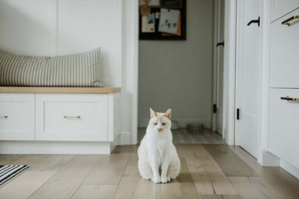 Pets and Hardwood Floors