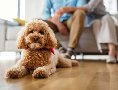 Pets and Hardwood Floors