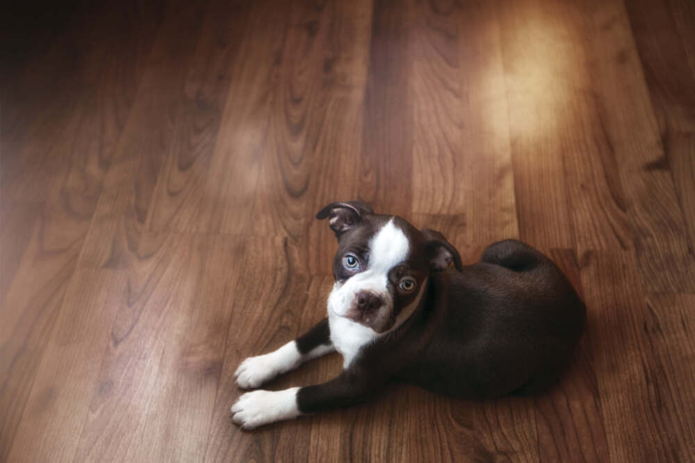 Pets and Hardwood Floors